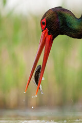 Zwarte Ooievaar, Black Stork, Ciconia nigra