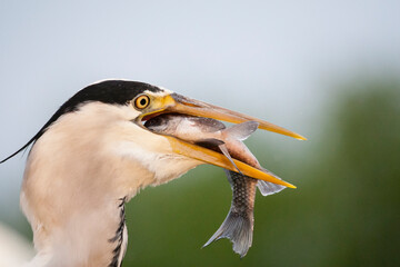 Blauwe Reiger, Grey Heron, Ardea cinerea