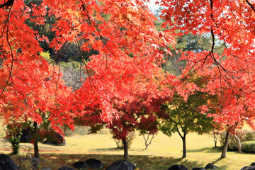 真っ赤な紅葉