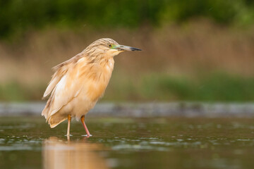 Ralreiger, Squacco Heron, Ardeola ralloides