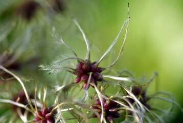 Samen einer Waldrebe im Herbst