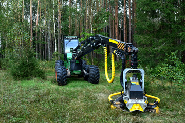 Pine forest harvesting machine at work during clearing of a plantation. Wheeled harvester sawing...