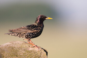 Spreeuw, Common Starling, Sturnus vulgaris