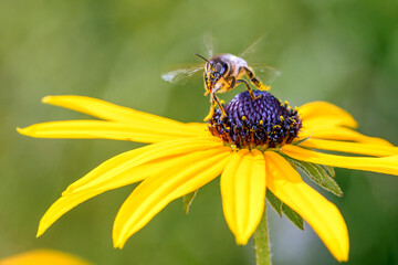 Bee - Apis mellifera - pollinates Rudbeckia fulgida