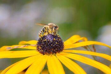 Bee - Apis mellifera - pollinates Rudbeckia fulgida