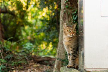 何かをジッと見つめる猫
