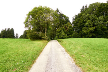 Fototapeta na wymiar Feldweg mit Bäumen