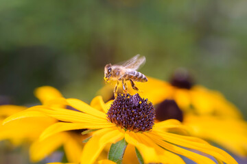 Bee - Apis mellifera - pollinates Rudbeckia fulgida