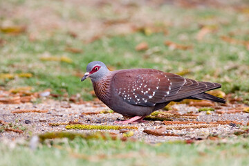 African Rock Pigeon, Columba guinea