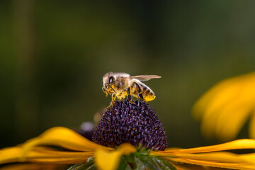 Bee - Apis mellifera - pollinates Rudbeckia fulgida