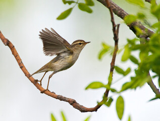 Yellow-browed Warbler, Phylloscopus proregulus