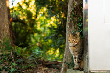 物陰からあらわれた猫