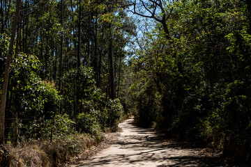 path in the woods