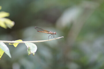 Dragon fly on a leaf