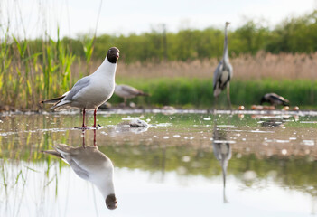 Kokmeeuw, Common Black-headed Gull, Croicocephalus ridibundus