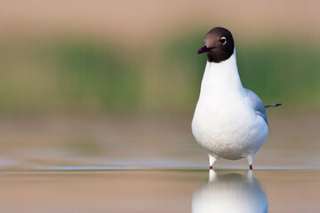 Kokmeeuw, Common Black-headed Gull, Croicocephalus ridibundus