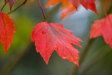 Japanese autumn garden, colorful leafs
