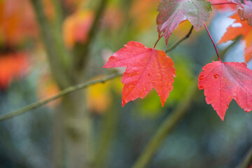 Japanese autumn garden, colorful leafs