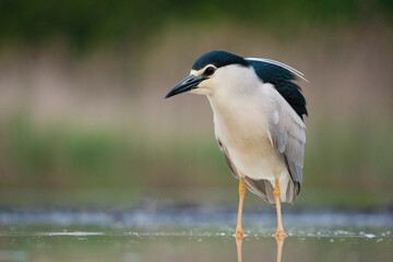 Kwak, Black-crowned Night Heron, Nycticorax nycticorax