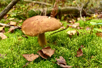 White mushroom  in wildlife on of sunbeams background. Boletus grows in forest against the background of green vegetation. Porcini bolete mushrooms. Season for picked gourmet mushrooming.