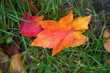 Japanese autumn garden, colorful leafs