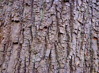 Bark of an old  tree, close up wood pattern