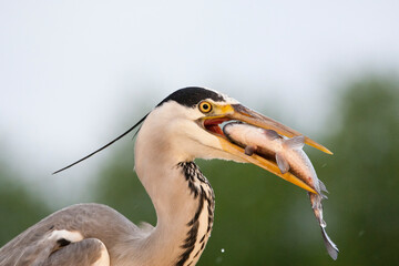 Blauwe Reiger, Grey Heron, Ardea cinerea