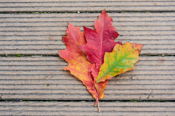 Naklejka na ściany i meble Japanese autumn garden, colorful leafs