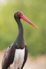 Zwarte Ooievaar, Black Stork, Ciconia nigra
