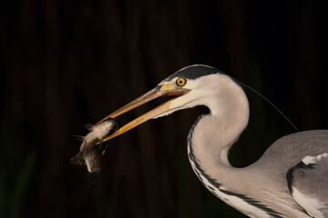 Blauwe Reiger, Grey Heron, Ardea cinerea
