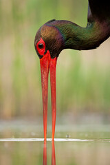 Zwarte Ooievaar, Black Stork, Ciconia nigra