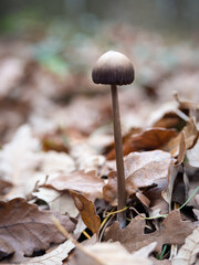 small fungus in autumn woodland