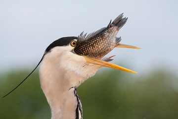Blauwe Reiger, Grey Heron, Ardea cinerea