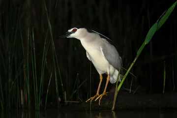 Kwak, Black-crowned Night Heron, Nycticorax nycticorax