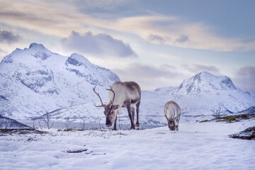 Two reindeers with antlers eating grass in winter scenery.