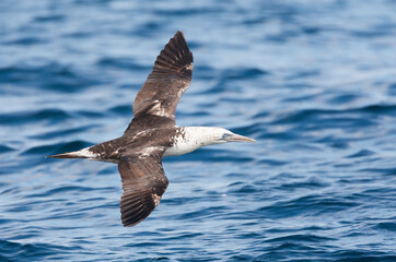 Northern Gannet, Morus bassanus