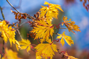 Fototapeta na wymiar Japanese autumn garden, colorful leafs