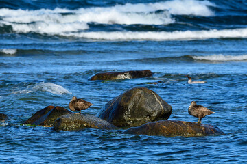 Fototapeta premium Eiderente im Herbst auf der Ostsee 