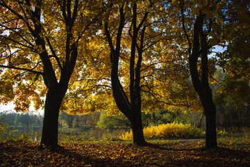 Fototapeta premium autumn trees in the park
