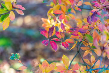 Japanese autumn garden, colorful leafs