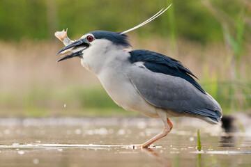 Kwak, Black-crowned Night Heron, Nycticorax nycticorax