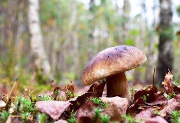 White mushroom in forest in autumn. Big boletus grows in the wildlife against the background of green moss. Porcini bolete mushrooms. Season for picked gourmet mushrooming.