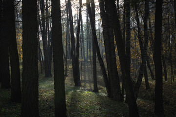 Fototapeta premium morning in the forest