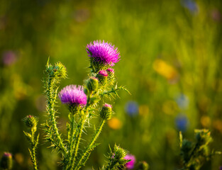 Thorny thistle blooms