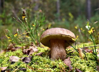 White mushroom in forest in autumn. Big boletus grows in the wildlife against the background of green moss. Porcini bolete mushrooms. Season for picked gourmet mushrooming.