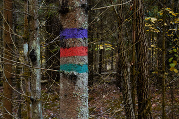 trail marker on a tree in the forest
