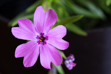 Close-up of pink flower Moss phlox