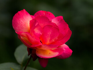 A pink - red rose head isolated on dark background.