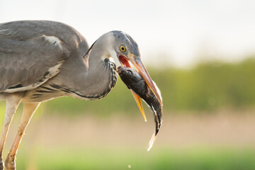 Blauwe Reiger, Grey Heron, Ardea cinerea
