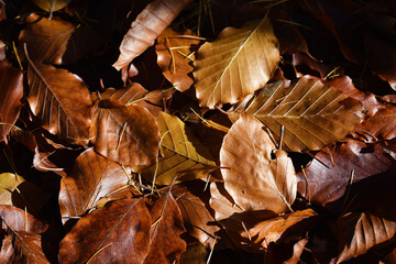 Herbstlaub in gelb und braun als Hintergrund für herbstliche Grüße, Herbstsprüche, herbsttapete